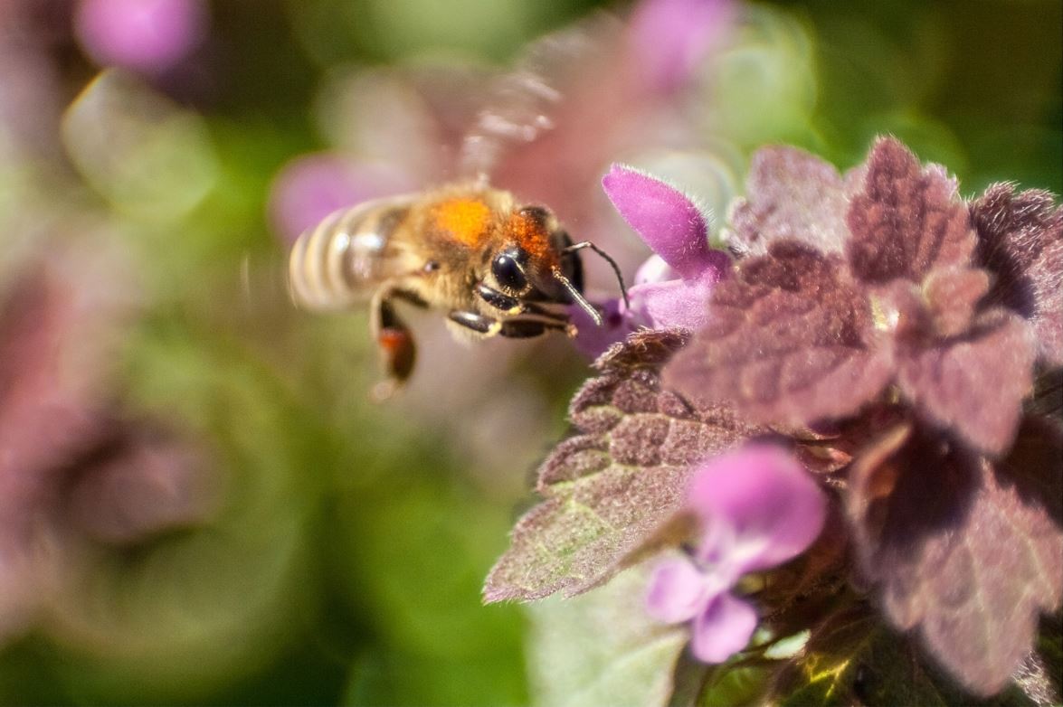 Bee flying next to deadnettle flower.